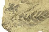 Pennsylvanian Fossil Seed Fern (Alethopteris) With Fossil Cone #264891-1